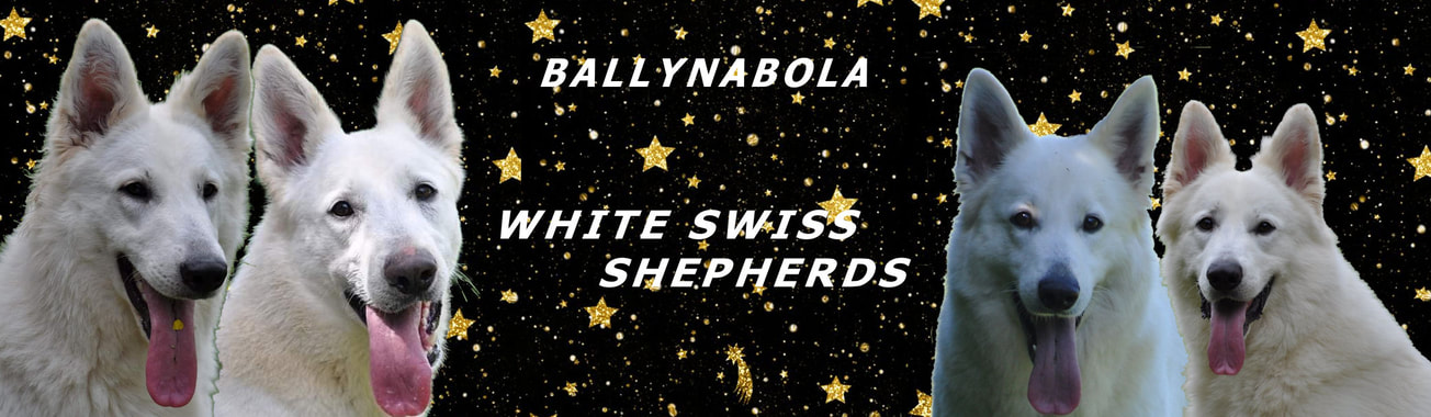 Ballynabola White Swiss Shepherds